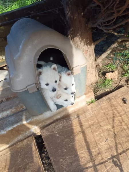 Cuccioli Pastore Maremmano Vaccinati e Sverminati | Foto 4