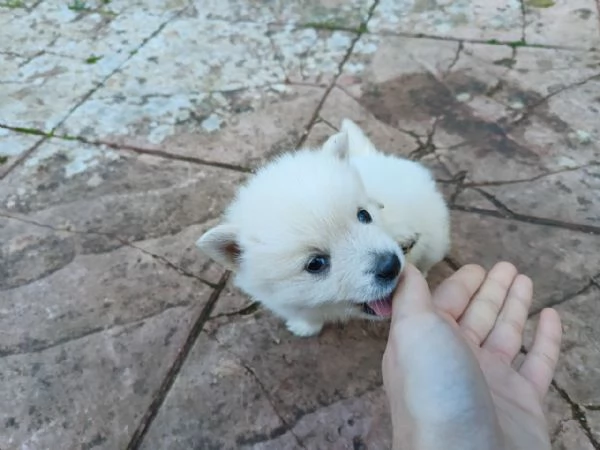 Cuccioli Pastore Maremmano Vaccinati e Sverminati | Foto 3