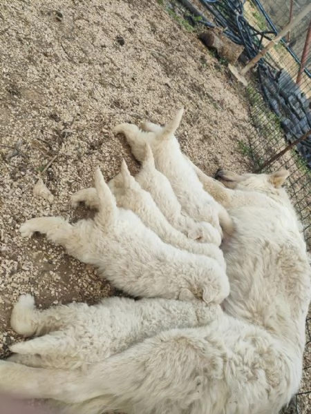 Cuccioli Pastore Maremmano Vaccinati e Sverminati | Foto 8