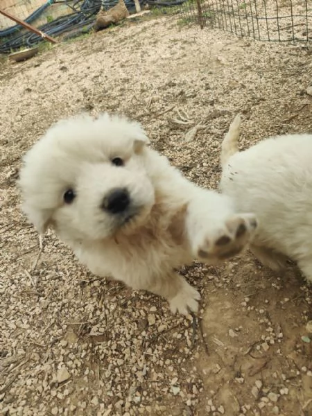 Cuccioli Pastore Maremmano Vaccinati e Sverminati | Foto 7