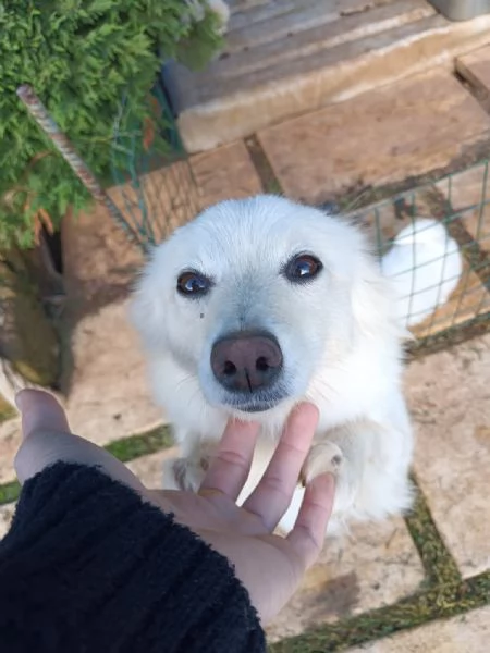 Cuccioli Pastore Maremmano Vaccinati e Sverminati | Foto 1
