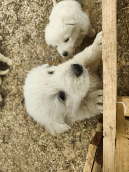 Cuccioli Pastore Maremmano Vaccinati e Sverminati | Foto 4