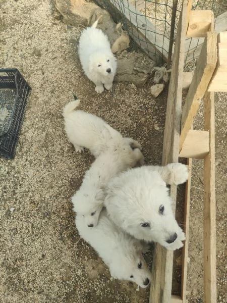 Cuccioli Pastore Maremmano Vaccinati e Sverminati | Foto 0