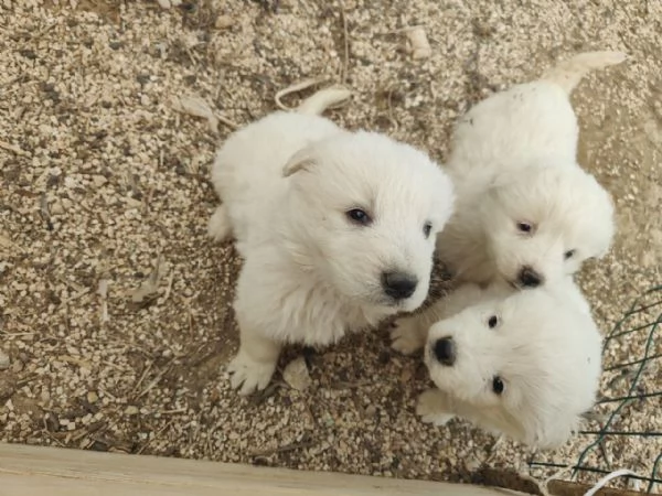 Maremmani  a Francavilla Fontana - cuccioli nati il 30 dicembre