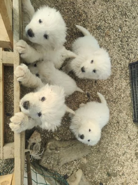 Maremmani  a Francavilla Fontana - cuccioli nati il 30 dicembre | Foto 5