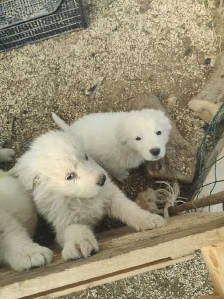 Maremmani  a Francavilla Fontana - cuccioli nati il 30 dicembre | Foto 4