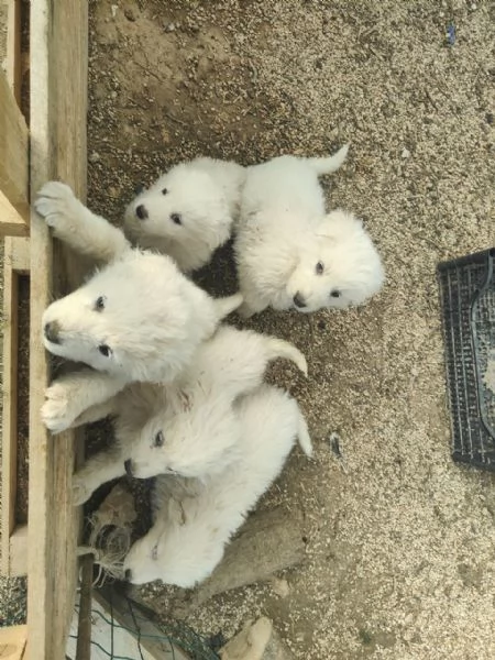 Maremmani  a Francavilla Fontana - cuccioli nati il 30 dicembre | Foto 2