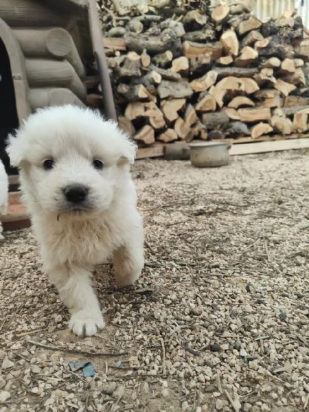 Maremmani  a Francavilla Fontana - cuccioli nati il 30 dicembre | Foto 0
