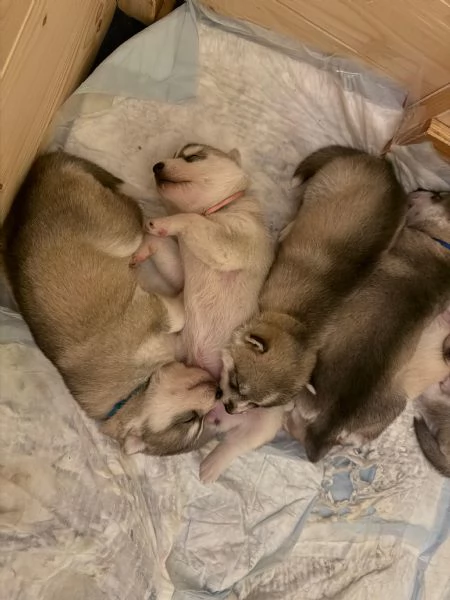 Cuccioli di Siberian Husky | Foto 2