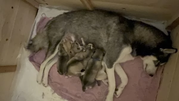 Cuccioli di Siberian Husky | Foto 1