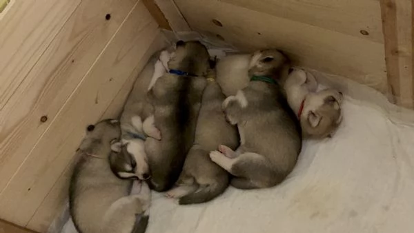 Cuccioli di Siberian Husky | Foto 0