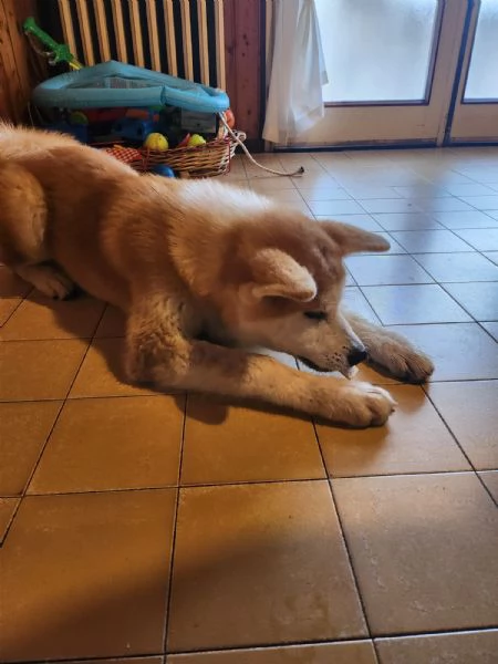 Akita inu | Foto 1