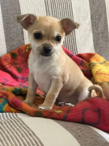 Vendesi cucciolo di chihuahua 