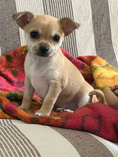 Vendesi cucciolo di chihuahua  | Foto 2