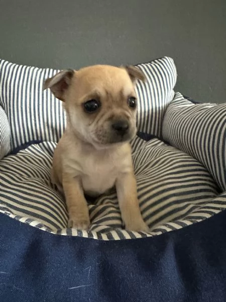 Vendesi cucciolo di chihuahua  | Foto 1