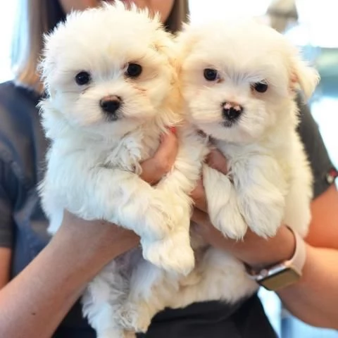 CUCCIOLI DI Maltese per adozione