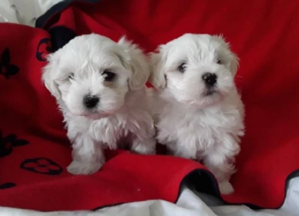 CUCCIOLI DI Maltese per adozione | Foto 0