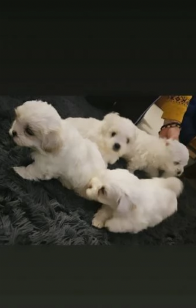 CUCCIOLI DI Maltese per adozione | Foto 0