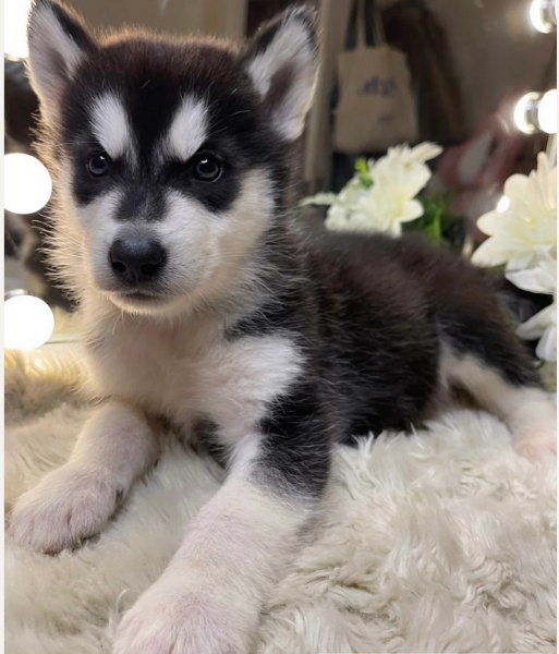 CUCCIOLI DI SIBERIAN HUSKY ALLEVATI CON AMORE per adozione | Foto 0