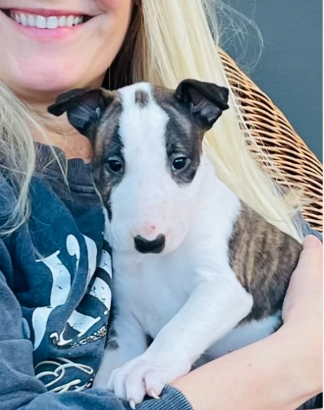 Affascinante Bull Terrier cuccioli adozione
