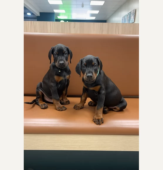 Cuccioli di Dobermann affettuosi in adozione