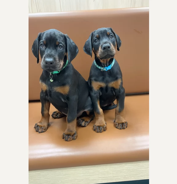 Cuccioli di Dobermann affettuosi in adozione | Foto 0