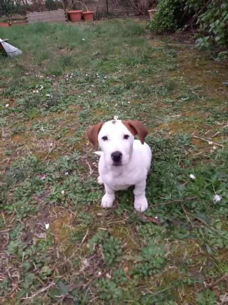 Jack Russel