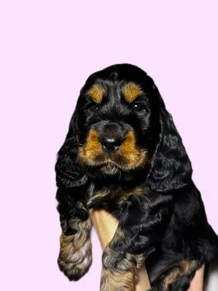 Cuccioli di cocker spaniel inglese | Foto 4