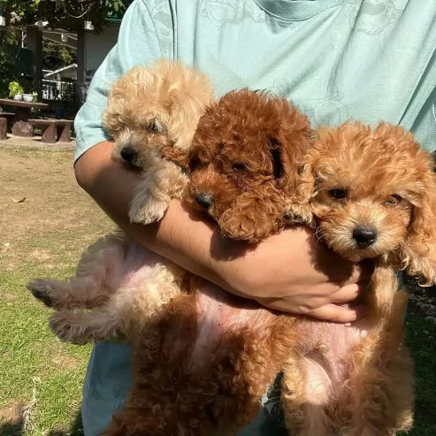 Bellissimi cuccioli di barboncino per ssle