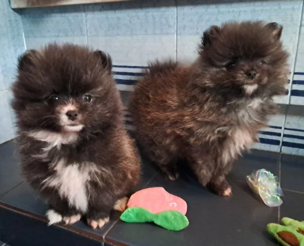 Spitz di Pomerania femmine