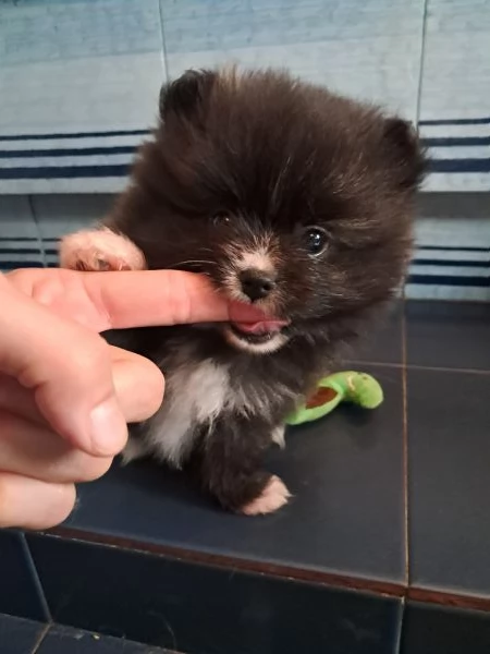 Spitz di Pomerania femmine | Foto 1