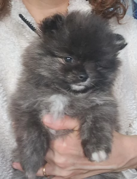 Spitz di Pomerania femmine | Foto 0