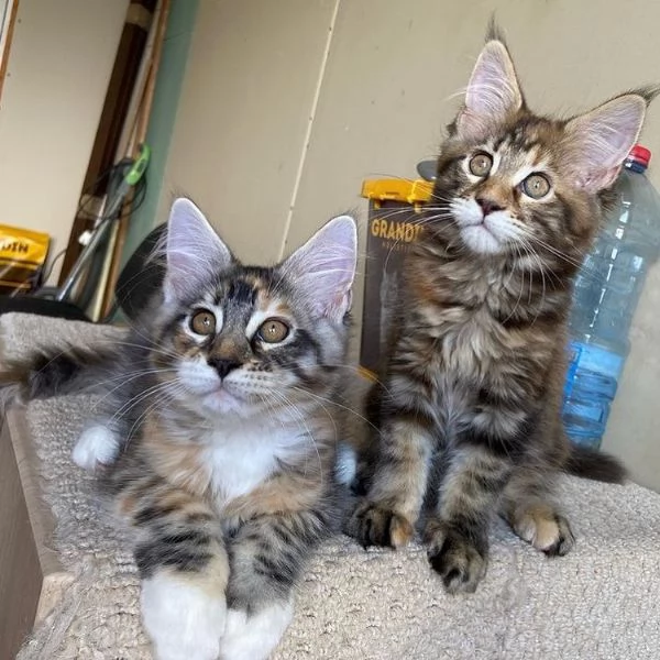 bellissimi gattini sono disponibili per l'adozione.