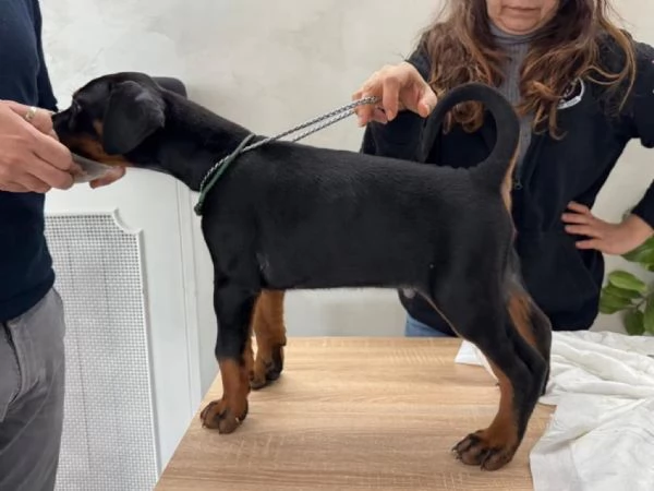 Cuccioli Dobermann | Foto 6