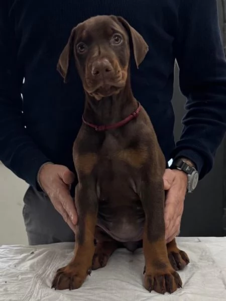 Cuccioli Dobermann | Foto 5