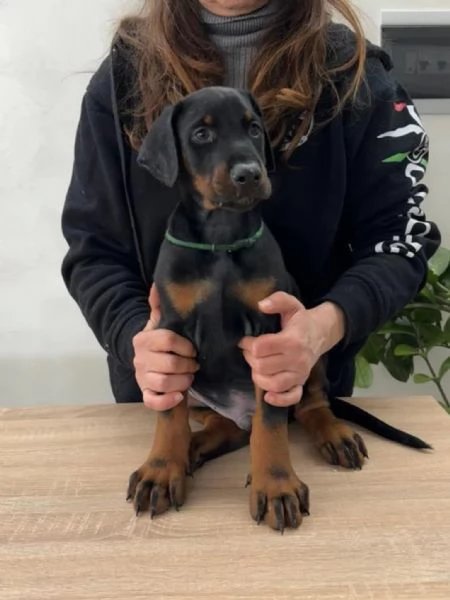 Cuccioli Dobermann | Foto 4