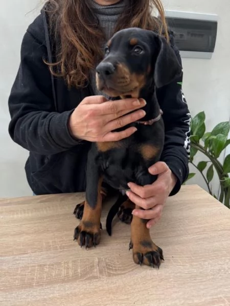 Cuccioli Dobermann | Foto 3