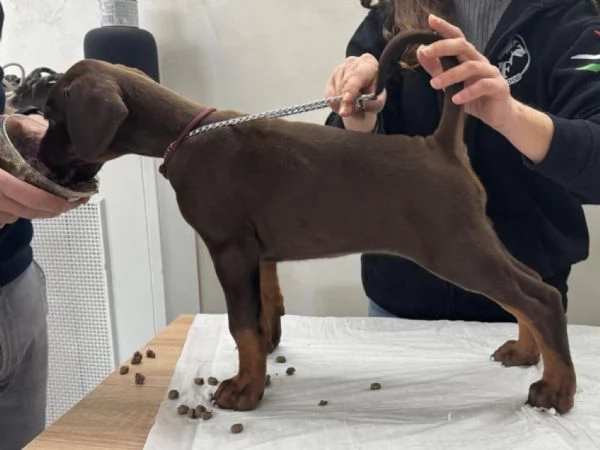 Cuccioli Dobermann | Foto 2