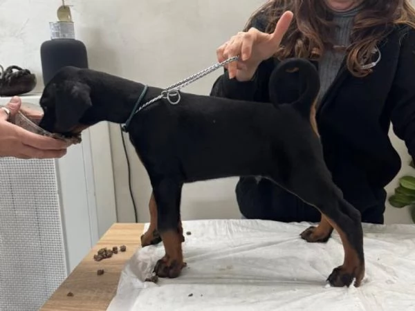 Cuccioli Dobermann | Foto 1
