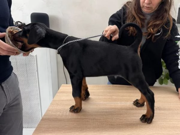 Cuccioli Dobermann | Foto 0