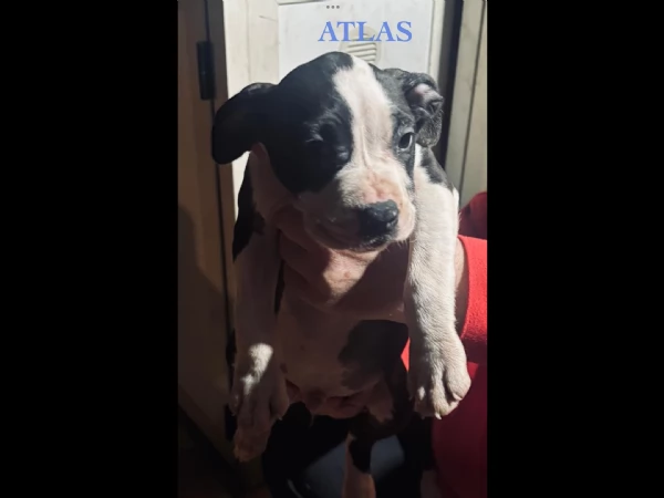 Disponibili cuccioli di Amstaff | Foto 6