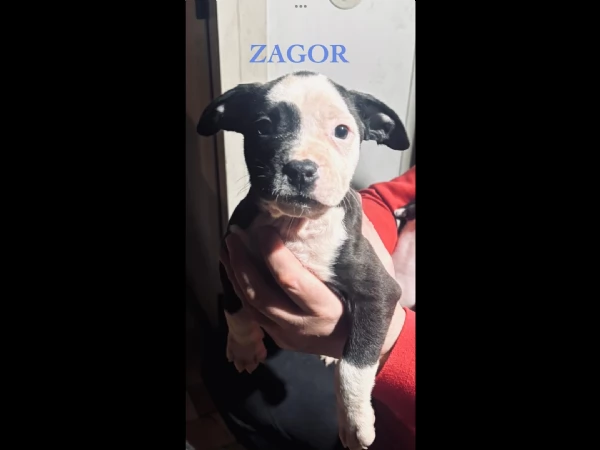 Disponibili cuccioli di Amstaff