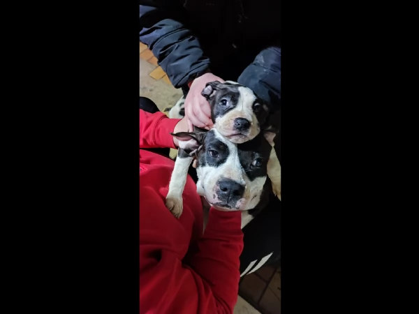 Disponibili cuccioli di Amstaff | Foto 5