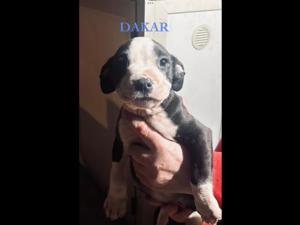 Disponibili cuccioli di Amstaff | Foto 4