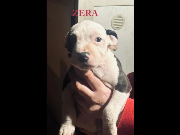 Disponibili cuccioli di Amstaff | Foto 3