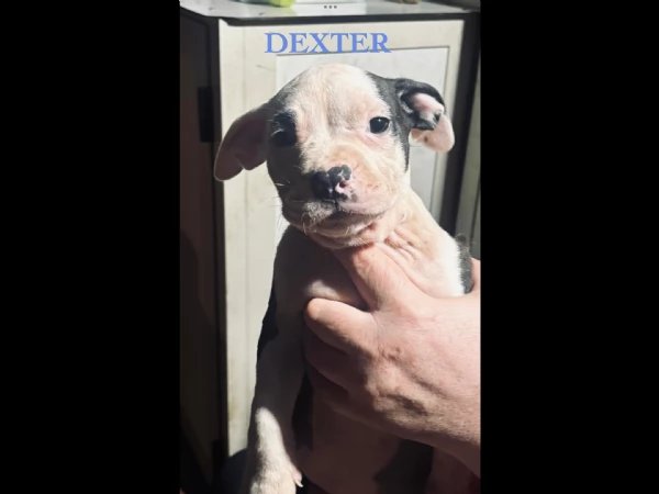 Disponibili cuccioli di Amstaff | Foto 2