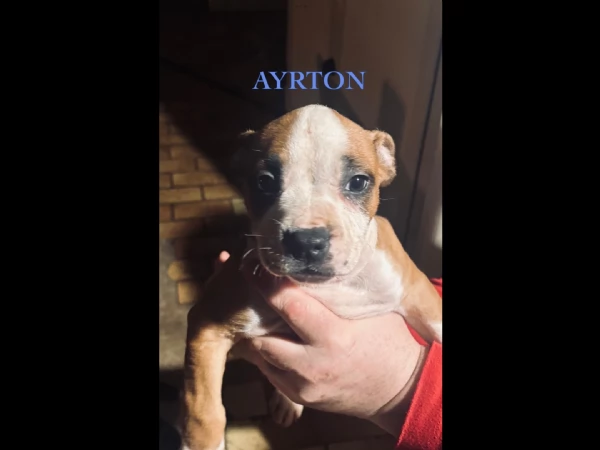 Disponibili cuccioli di Amstaff | Foto 1