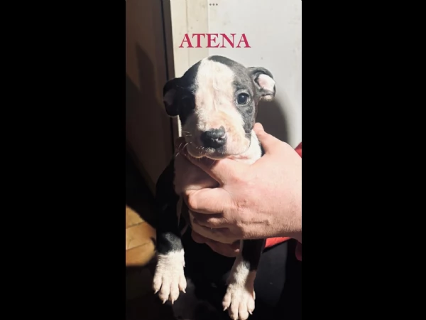 Disponibili cuccioli di Amstaff | Foto 0