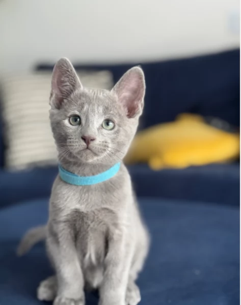 Gattino blu di Russia adozione disponibile | Foto 1