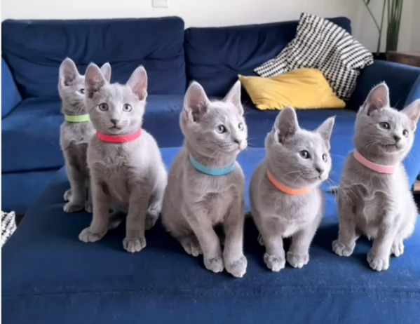 Gattino blu di Russia adozione disponibile